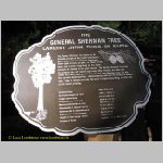 20060823_Sequoia_007 copia.jpg